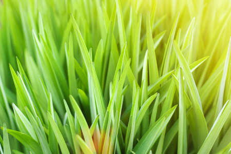 Sunny abstract green natural blurred background. Vibrant warm spring or summer backdrop.の写真素材