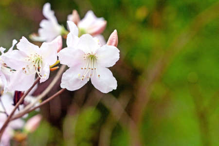 Branch with delicate white flowers against green grass backgroundの写真素材