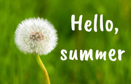 Lovely summer greeting with dandelion flower close up against vivid summer grass background. Hello Summer text.の写真素材