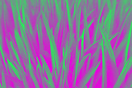Vivid multicolor grass natural background for design processed with gradient for surreal vibrant effect.の写真素材
