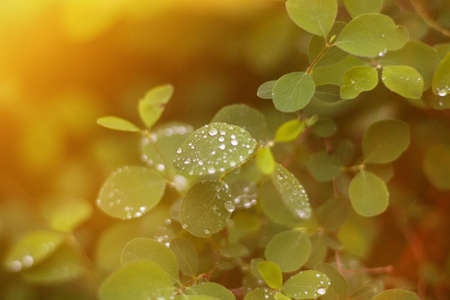 Young spring leaves with rain drops in sun flare backgroundの写真素材