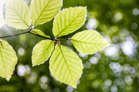 Close up of natural green leaves against forest. Beautiful spring or summer backgroundの写真素材