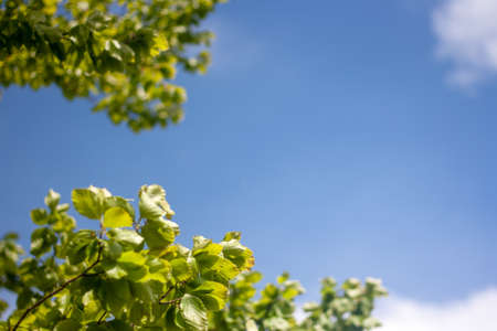 Vibrant natural background of clear blue sky and green leaves. Beautiful spring or summer backgroundの写真素材