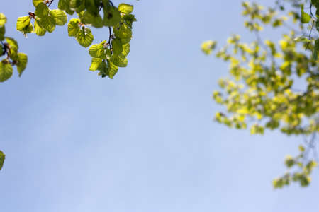 Close up of natural green leaves against forest. Beautiful spring or summer backgroundの写真素材