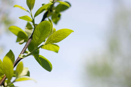 Close up of natural green leaves against forest. Beautiful spring or summer backgroundの写真素材