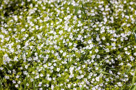 Wild pale blue flowers pattern in green field at spring or summerの写真素材