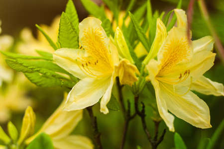Exotic yellow rhododendron flowers close up floral background.の写真素材