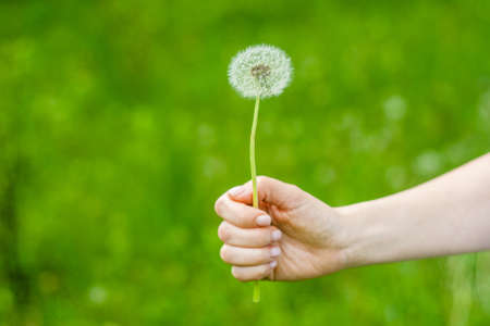 Lovely summer picture of a female hand holding dandelion against grass sunny backgroundの写真素材
