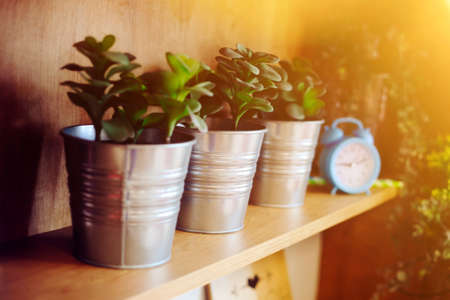 Interior decoration details, flowers in pots and clocks on the shelf. Warm sunlight. Selective focus.の写真素材