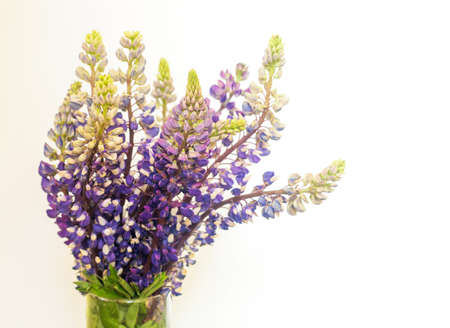 Bunch of beautiful lupine purple flowers against white background. Bouquet of vivid summer flowers.の写真素材