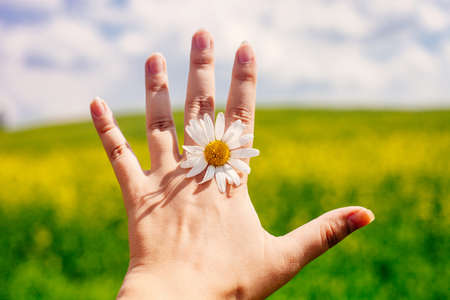 Close up of female hand with daisy against vivid summer field and blue sky. Lovely summer moody picture.の写真素材