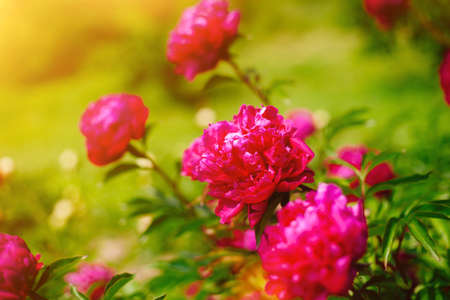 Red flower peony blossoming in peonies garden. Beautiful fresh green grass and soft sunlight in the background. Summer floral picture.の写真素材