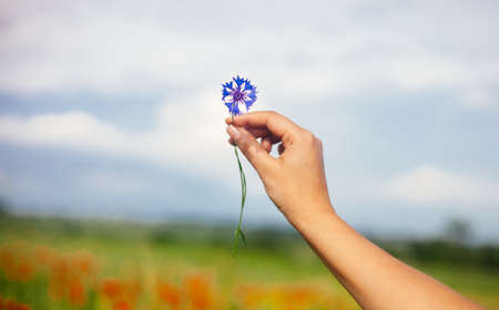 Woman holding summer corn flower in the field. Blurred poppies background. Warm sunlight.の写真素材