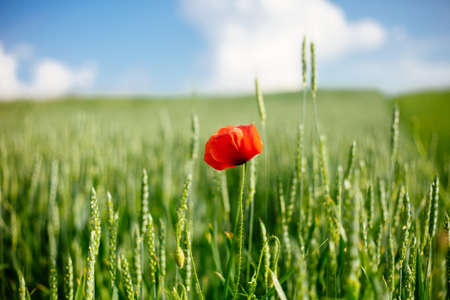 Field with wild poppy and wheat in the sun light. Beautiful summer landscape. Flower close up. Be unique concept.の写真素材