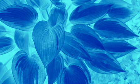Exotic leaf texture, blue and turquoise foliage botanical neon duotone background. Trendy backdrop. Picture with gradient effect.の写真素材