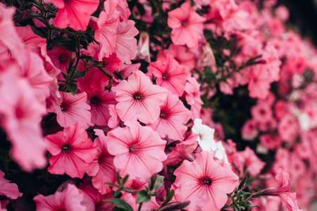 Beautiful pink petunia flowers close up in the garden. Selective focus, vivid colors.の写真素材