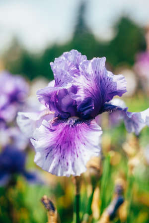 Blue and Purple Colored Iris Flower against the sunny green garden backgroundの写真素材