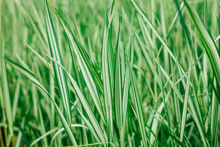 Green and white exotic grass texture natural background. Beautiful botanical textureの写真素材