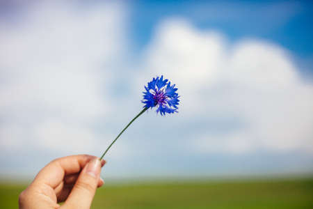 Woman holding summer corn flower in the field. Blurred blue sky with clouds background. Warm sunlight.の写真素材