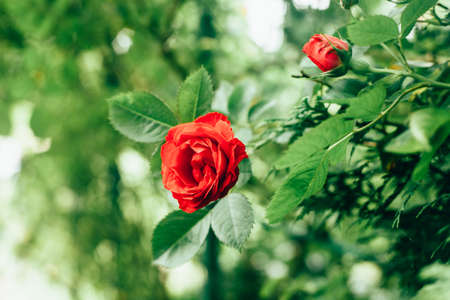 Beautiful red rose in garden against green blurred background. Faded toning for vintage film effect.の写真素材