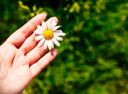 Close up of female hand with daisy against vivid summer field. Sunny day. Concept of nature.の写真素材
