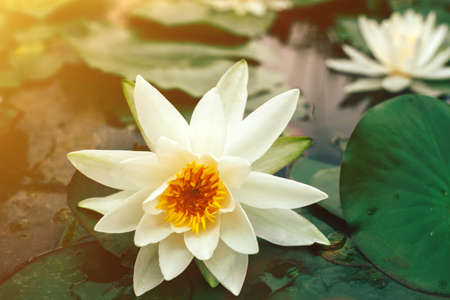 Beautiful white lotus with green leaves blooming on the surface of pond. Water lily close up.の写真素材