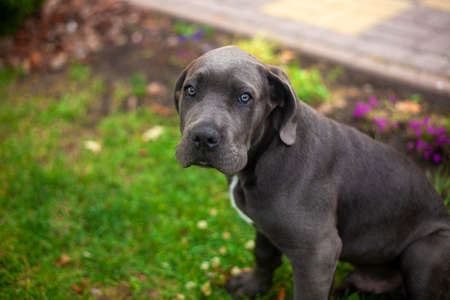 Cute cane corso puppy in the yard against grass background. Copy space.の写真素材