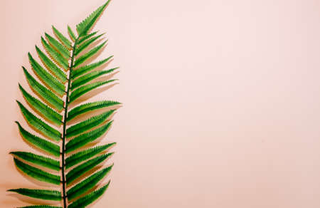 Single leaf of fern on pink background. Top view, copy space, flat lay.の写真素材