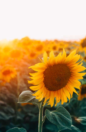 Beautiful sunflower at the summer field at sunset. Floral background.の写真素材