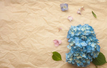 Hydrangea blue flowers composition against crumpled paper trendy background. Flat lay, copy space.の写真素材