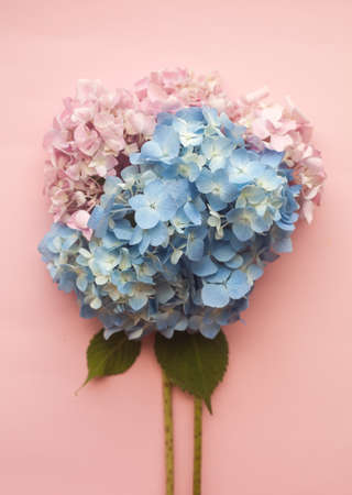 Hydrangea pink and blue flowers composition against pink minimal trendy background. Flat lay, copy space.の写真素材