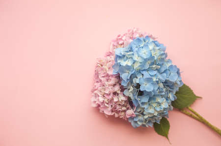 Hydrangea pink and blue flowers composition against pink minimal trendy background. Flat lay, copy space.の写真素材