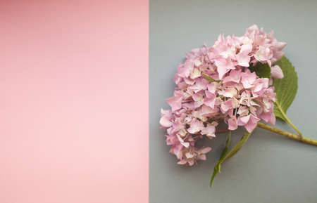 Hydrangea pink flowers composition against duotone pink and gray trendy background. Flat lay, copy space.の写真素材
