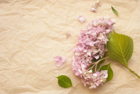 Hydrangea pink flowers composition against crumpled paper trendy background. Flat lay, copy space.の写真素材