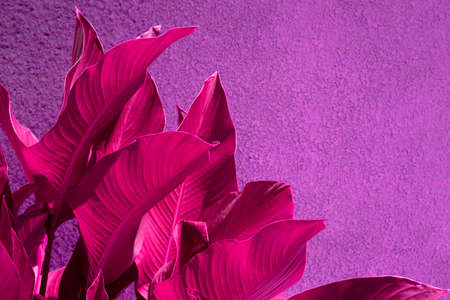 Close up pink tropical leaves over purple grunge concrete wall. Vibrant exotic background.の写真素材