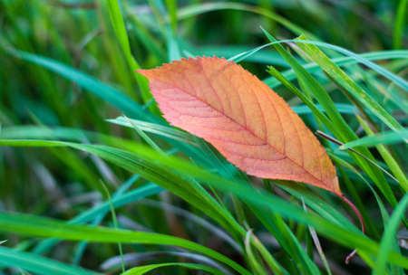 Orange leaf in the green grass. Change of season concept. Autumn backgroundの写真素材