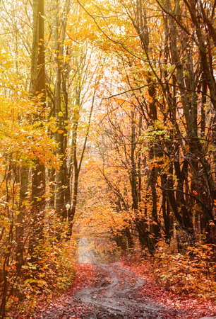 Beautiful curved road in the autumn vibrant forest landscape. Fall background.の写真素材