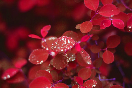 Red autumn foliage natural background with water drops. Selective focus.