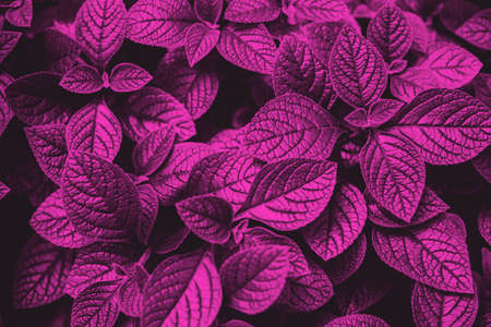 Vivid purple leaves abstract texture. Nature background. Botanical backdrop.の写真素材