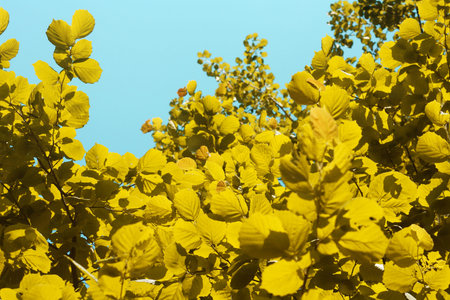 Yellow autumn foliage natural background against blue sky
