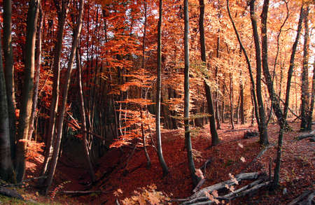 Red autumn forest natural seasonal background. Park in the fall.の写真素材