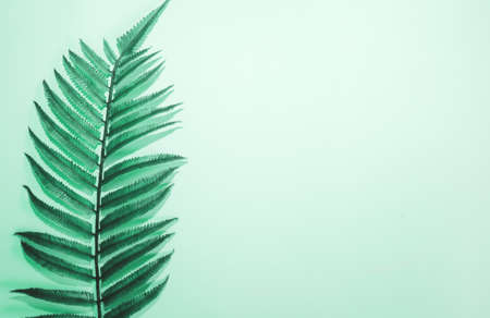 Single leaf of fern on trendy neo mint background. Top view, copy space for text. Eco nature concept.の写真素材