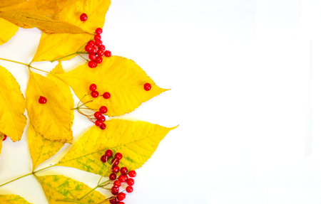 Autumn yellow leaves and red berries on white background. Copy space for text.
