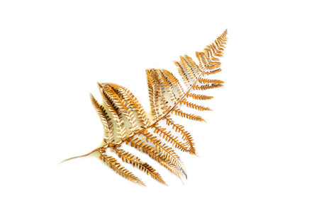 Leaf of golden trendy fern isolated against white background. Minimal flat lay, top view. Copy...