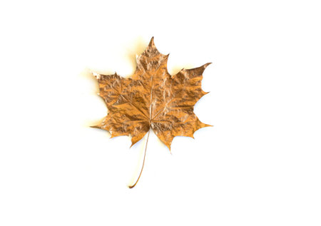 Leaf of golden trendy maple leaf isolated against white background. Minimal flat lay, top view. Copy...