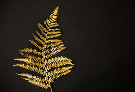 Leaf of golden trendy fern against black background. Minimal flat lay, top view.の写真素材