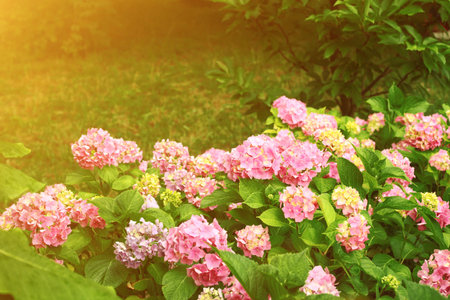 Pink hydrangea flowers lush bush in sun light against natural green background. Floral pattern.