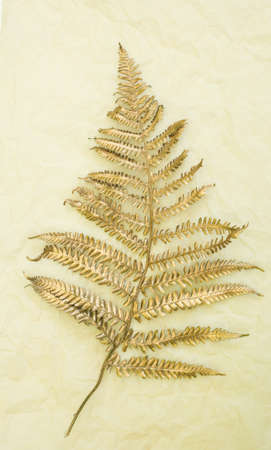 Leaf of golden trendy fern against beige paper background. Minimal flat lay, top view.の写真素材