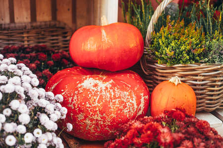 Outdoor autumn or fall decorations with big pumpkins and different flowers. Street decor. Vintage toning.の写真素材