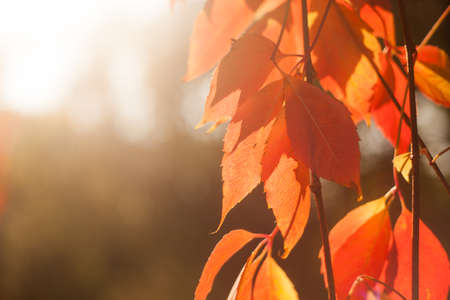 Autumn red grape leaves in the sunlight. Fall natural background with sun flare. Selective focus.の写真素材